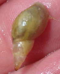 Lymnaea stagnalis
