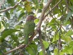 Psilopogon lineatus