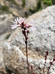 Lithophragma glabrum