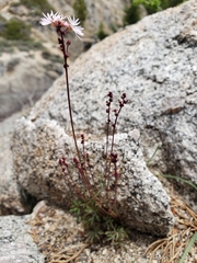 Lithophragma glabrum