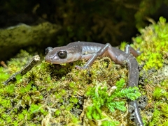 Jaguar Salamander photo 4