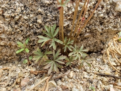 Lithophragma glabrum