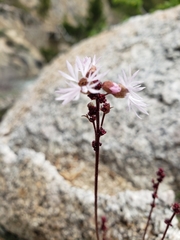 Lithophragma glabrum