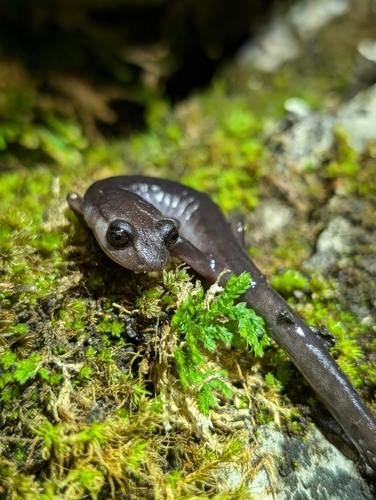 Jaguar Salamander