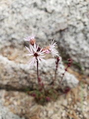 Lithophragma glabrum