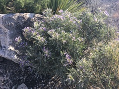 Dermatophyllum gypsophilum