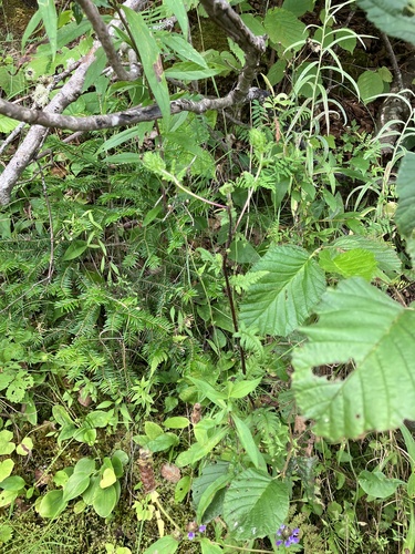 Image of Furbish lousewort by no rights reserved