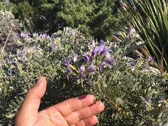 Dermatophyllum gypsophilum