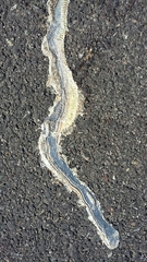 Masticophis bilineatus