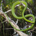 Cobra-Verde-Rugosa - Photo (c) FWC Fish and Wildlife Research Institute, alguns direitos reservados (CC BY-NC-ND)