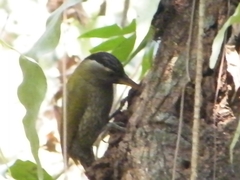 Picus xanthopygaeus