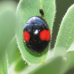 Brachiacantha subfasciata