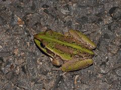 Ranoidea alboguttata