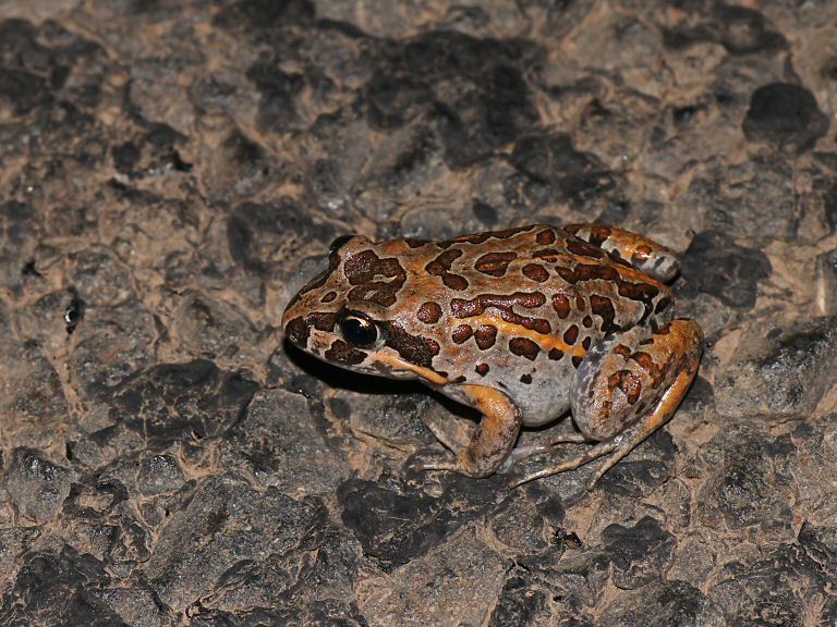 Salmon-Striped Frog