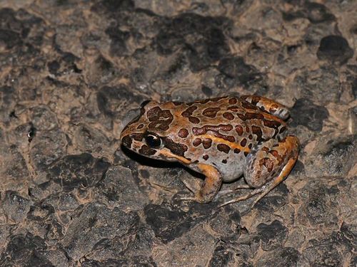 Salmon-striped Frog