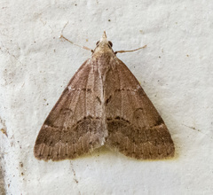 Hemeroplanis historialis