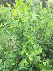 Ribes aureum