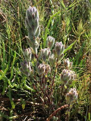 Chloropyron molle molle