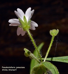 Pseudostellaria jamesiana