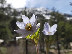 Anemone drummondii