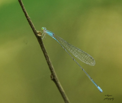 Aciagrion pallidum