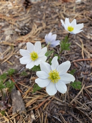 Anemone drummondii