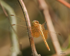 Neurothemis intermedia