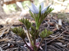 Anemone drummondii
