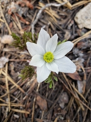 Anemone drummondii