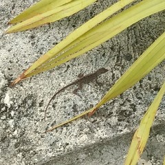 Anolis sagrei