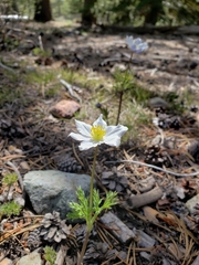 Anemone drummondii