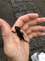 Cynops pyrrhogaster