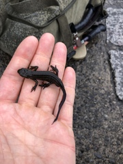 Cynops pyrrhogaster