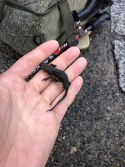 Cynops pyrrhogaster