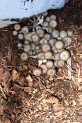 Mycena overholtsii
