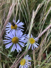 Erigeron decumbens
