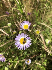 Erigeron decumbens