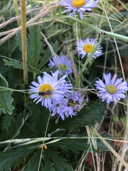 Erigeron decumbens