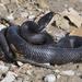 Eastern Ratsnake - Photo (c) Andy Reago & Chrissy McClarren, some rights reserved (CC BY)