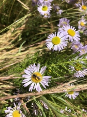 Erigeron decumbens
