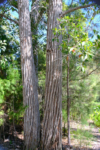 Syncarpia hillii, photograph 6