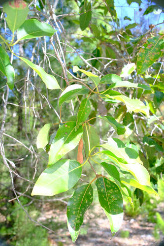 Syncarpia hillii, photograph 4