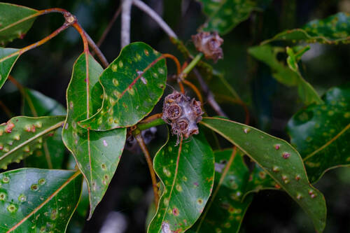 Satinay (Syncarpia hillii)