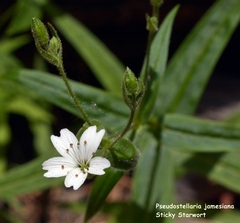 Pseudostellaria jamesiana