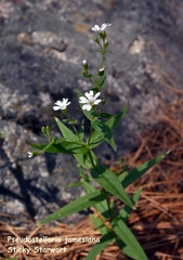 Pseudostellaria jamesiana
