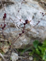 Lithophragma glabrum