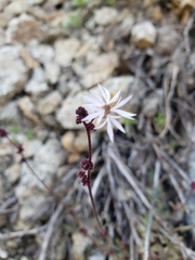 Lithophragma glabrum