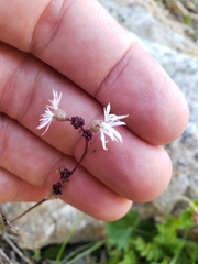 Lithophragma glabrum