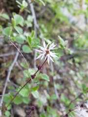 Lithophragma glabrum