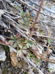 Lithophragma glabrum